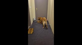 Golden retriever startled by Santa Claus decoration in Chevilly Larue, France