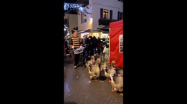 Goose parade passes through Samoëns, France