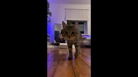 Cat distracts owner while organizing in Riga, Latvia