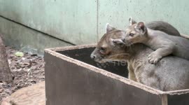 Fossa kits have the times of their lives playing in enclosure at Frankfurt Zoo