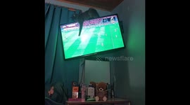 Cat watches game from TV in Cachagua, Chile