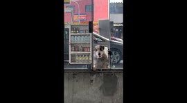 Dog slides window open and jumps into building in São Paulo
