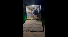 Horse slips during unloading in Al-Kharj, Saudi Arabia