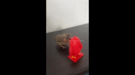 Bird chirps at plastic 'Angry Birds' toy in Cherkasy, Ukraine