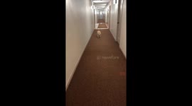 Playful dog acts like a predator in Chicago, Illinois, USA