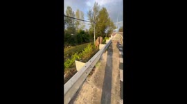 Bull startled by touch and runs away in Meulaboh, Indonesia
