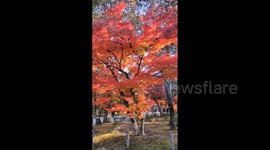 Japan: Autumn Foliage In Kyoto Reaches Its Peak
