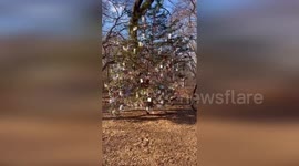 US: A Christmas Tree for Cherished Pets in Central Park