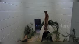 US: Mountain Lion Returns to the Wild After Rescue