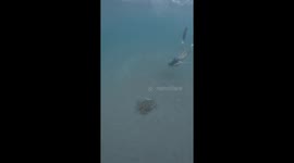 Cheeky fish swims at freediver's privates sending her paddling back to surface