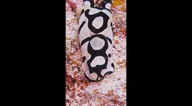 Monochromatic Mosaic Mollusk