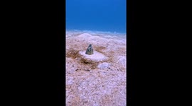 Strange Sea Creature Buried in Sand