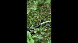 Snake Eats Another Snake