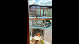 Red Squirrel Visits Balcony
