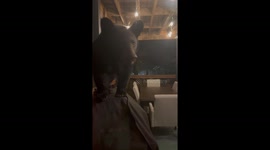 Black Bear Looking For Leftovers