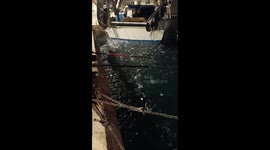 Thousands of Small Fish Jump From Water