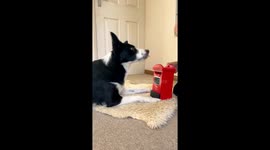 Border Collie Sends Letters to Santa