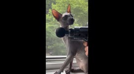 Sphynx Cat Enjoys Massage Gun