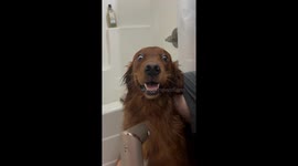 Golden Retriever Has Wide Eyes During Bath Blowout