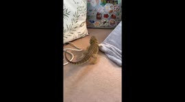 Bearded Dragon Tries to Climb Up Pillow