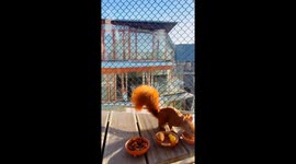 Red Squirrel Takes Balcony Treats