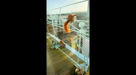 Wild Red Squirrels Run Off Together