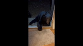 Sleepy Bear Tries To Hibernate In Rug