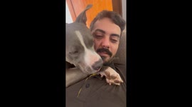 Affectionate Dog Cuddles Human Dad
