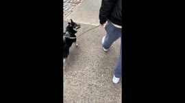 Excited Pomsky Hops to Person