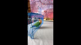 Parrot performs tricks and returns to cage in Shandong, China