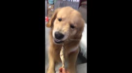 Golden retriever hilariously struggles to bite dried fish in Jiangsu, China