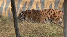 India adds 57th tiger reserve to its tally