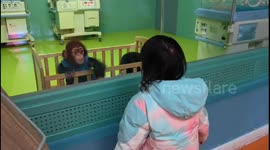 Chinese child interacts with baby chimpanzee in Beijing zoo
