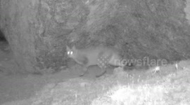 Rare desert cat spotted in Sichuan, China