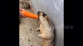 Lovely, Funny and Cute animals trying to make your day. So enjoy the video