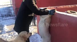 Playful pet dogs caught in humorous act in China
