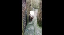 Adorable albino raccoon wandering non-stop in enclosure
