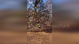 Central Park has a Christmas tree memorial for people's dead pets