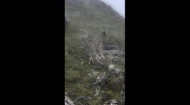 Rare footage of snow leopard feeding captured in Sichuan, China