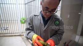 Giant panda star Fu Bao under close observation after health alert