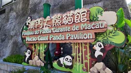 Meet panda family at Macao Giant Panda Pavilion