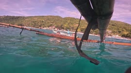 Baby whale shark swims past tourists waving for camera underwater