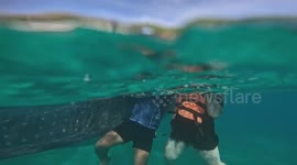 Baby whale shark fin-slaps tourist