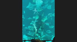Shark hugs and twirls with aquarium diver