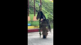 Youngster wears humanoid horse costume at school celebration