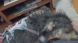 Playful pup, Bitsy, does not want to play; instead she wants to steel Kleenex from my pocket