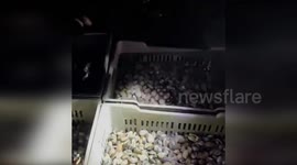 Seafood smuggling ring cracked in Spain