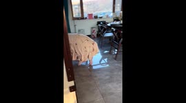 Pet pig lurks around the kitchen waiting for food in Liaoning, China