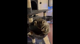 Kevin the Raccoon Eats Snacks In Cat Tower