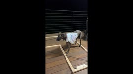Dog Delivers Groceries To Neighboring House